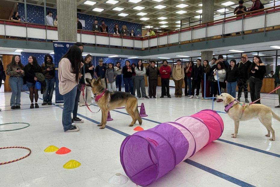 Representante de Canoterapia Concepción dirige a perro durante sesión efectuada en hall de Biblioteca Central UdeC